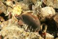 Luria&nbsp;lurida